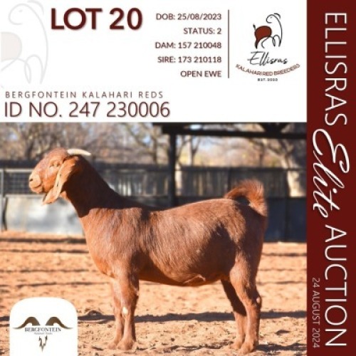 1X KALAHARI RED STUD 17-529 DOE BERFONTEIN KALAHARI REDS