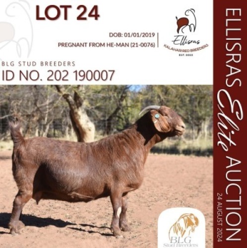 WITHDRAWN - 1X KALAHARI RED ONTREK PREGNANT DOE BLG STUD BREEDERS