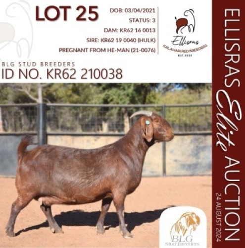 1X KALAHARI RED STUD 17-525 PREGNANT DOE BLG STUD BREEDERS