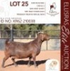 1X KALAHARI RED STUD 17-525 PREGNANT DOE BLG STUD BREEDERS