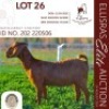 WITHDRAWN - 1X KALAHARI RED ONTREK DOE BUFFELSPRUIT STOETERY