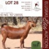 WITHDRAWN - 1X KALAHARI RED ONTREK DOE CMLW BOERDERY