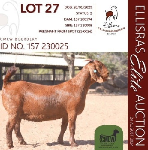 1X KALAHARI RED KUDDE 10-276 PREGNANT DOE CMLW BOERDERY