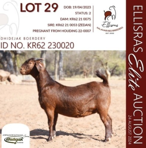 1X KALAHARI RED KUDDE SPEEN 38-519 PREGNANT DOE DHIDEJAK KALAHARI REDS