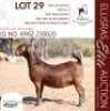 1X KALAHARI RED KUDDE SPEEN 38-519 PREGNANT DOE DHIDEJAK KALAHARI REDS