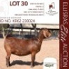 1X KALAHARI RED STUD 38-517 PREGNANT DOE DHIDEJAK KALAHARI REDS