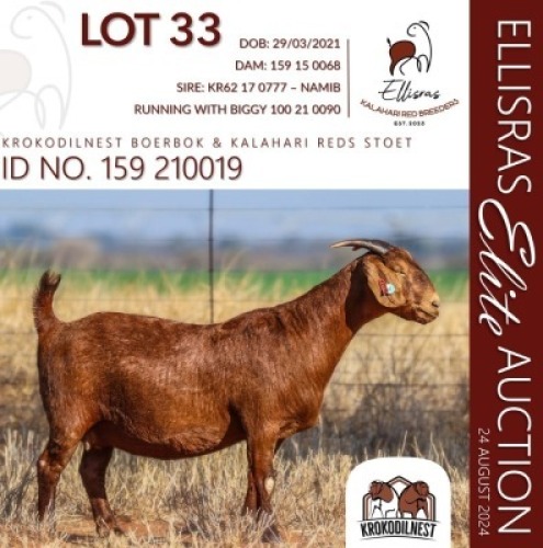 1X KALAHARI RED STUD 10-207 DOE KROKODILNEST