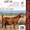 1X KALAHARI RED STUD 10-207 DOE KROKODILNEST