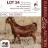 1X KALAHARI RED STUD 48-140 PREGNANT DOE KROKODILNEST