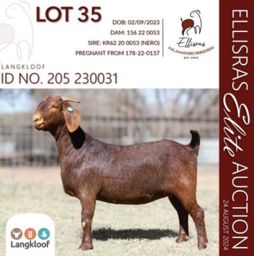 1X KALAHARI RED STUD 10-267 PREGNANT DOE LANGKLOOF GAME FARM