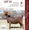 1X KALAHARI RED STUD 10-267 PREGNANT DOE LANGKLOOF GAME FARM