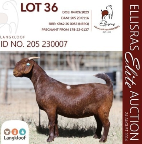 1X KALAHARI RED STUD 10-249 PREGNANT DOE LANGKLOOF GAME FARM