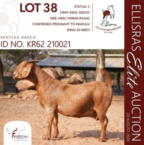 1X KALAHARI RED STUD 17-030 PREGNANT DOE REDSTAG RANCH