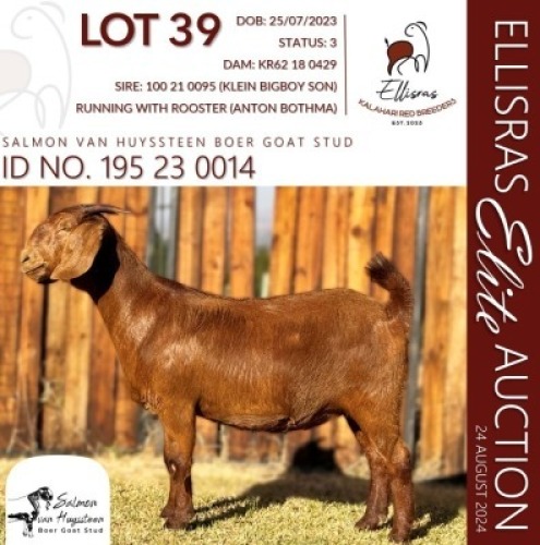 1X KALAHARI RED KUDDE 38-525 DOE SALMON VAN HUYSSTEEN BOER GOAT STUD