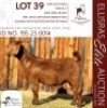 1X KALAHARI RED KUDDE 38-525 DOE SALMON VAN HUYSSTEEN BOER GOAT STUD