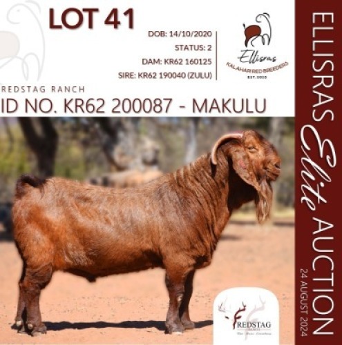 1X KALAHARI RED KUDDE 48-043 BUCK REDSTAG RANCH
