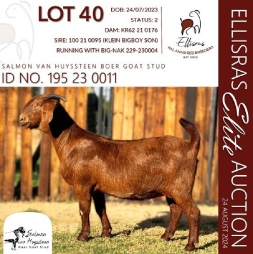1X KALAHARI RED KUDDE 38-524 DOE SALMON VAN HUYSSTEEN BOER GOAT STUD