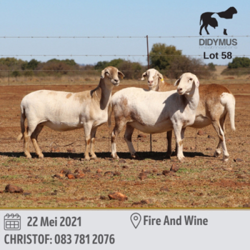 LOT 58 3 X MEATMASTER OOI DIDYMUS(PER PIECE TO TAKE THE LOT)