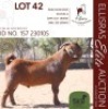 1X KALAHARI RED KUDDE 17-530 BUCK CMLW BOERDERY