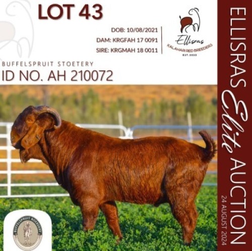 WITHDRAWN - 1X KALAHARI RED ONTREK BUCK BUFFELSPRUIT STOETERY