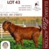 WITHDRAWN - 1X KALAHARI RED ONTREK BUCK BUFFELSPRUIT STOETERY