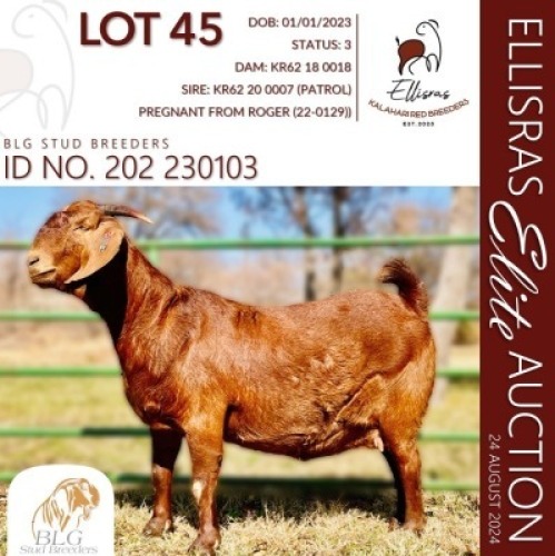 1X KALAHARI RED KUDDE 17-119 PREGNANT DOE BLG STUD BREEDERS
