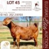 1X KALAHARI RED KUDDE 17-119 PREGNANT DOE BLG STUD BREEDERS
