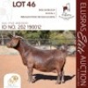 1X KALAHARI RED STUD 10-226 PREGNANT DOE BLG STUD BREEDERS