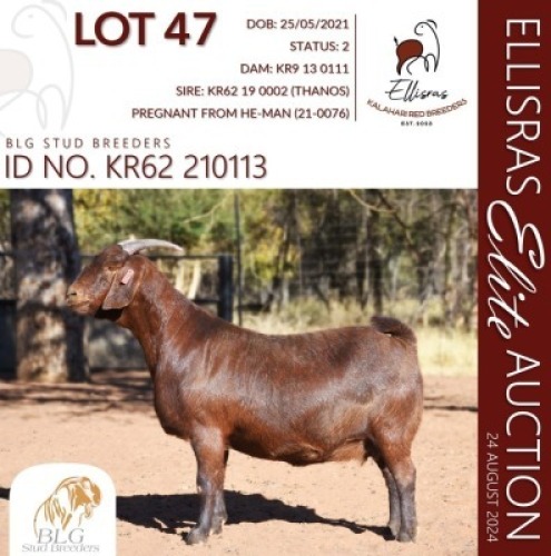 1X KALAHARI RED KUDDE 17-131 PREGNANT DOE BLG STUD BREEDERS
