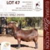 1X KALAHARI RED KUDDE 17-131 PREGNANT DOE BLG STUD BREEDERS