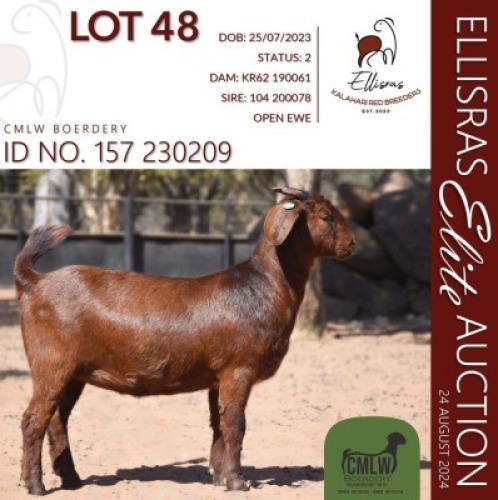 1X KALAHARI RED STUD 10-308 DOE CMLW BOERDERY