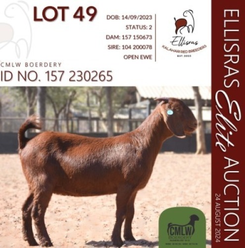 1X KALAHARI RED KUDDE 17-531 PREGNANT DOE CMLW BOERDERY
