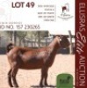 1X KALAHARI RED KUDDE 17-531 PREGNANT DOE CMLW BOERDERY