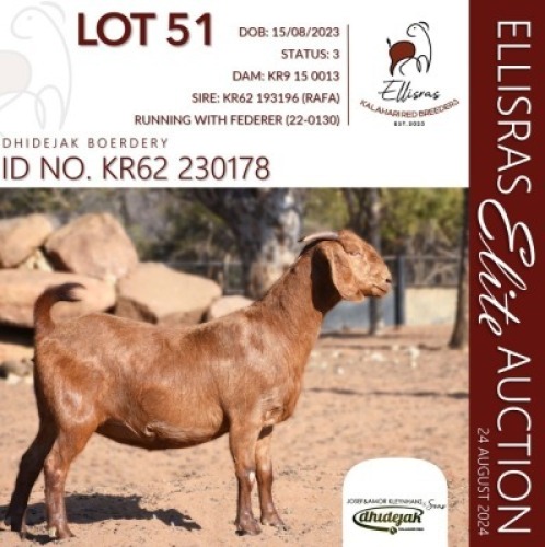1X KALAHARI RED KUDDE 38-520 DOE DHIDEJAK KALAHARI REDS