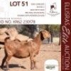 1X KALAHARI RED KUDDE 38-520 DOE DHIDEJAK KALAHARI REDS