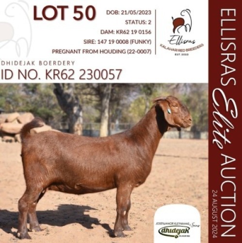 1X KALAHARI RED KUDDE 48-82 PREGNANT DOE DHIDEJAK KALAHARI REDS