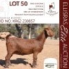 1X KALAHARI RED KUDDE 48-82 PREGNANT DOE DHIDEJAK KALAHARI REDS