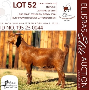 1X KALAHARI RED KUDDE 38-526 DOE SALMON VAN HUYSSTEEN BOER GOAT STUD