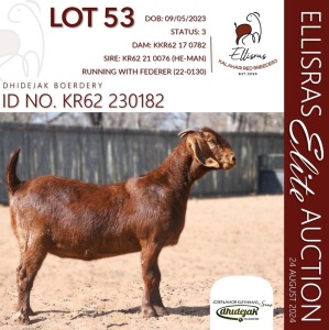 1X KALAHARI RED KUDDE 38-521 DOE DHIDEJAK KALAHARI REDS