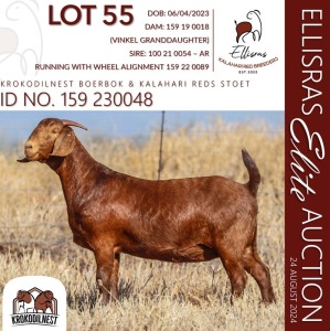 1X KALAHARI RED STUD 10-211 DOE KROKODILNEST