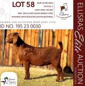 1X KALAHARI RED KUDDE 38-527 DOE SALMON VAN HUYSSTEEN BOER GOAT STUD