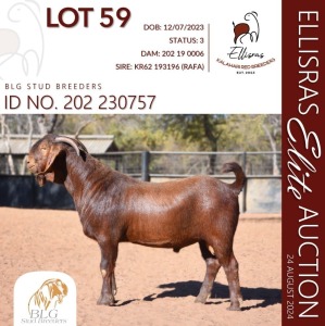 1X KALAHARI RED KUDDE 17-135 BUCK BLG STUD BREEDERS