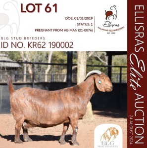 WITHDRAWN - 1X KALAHARI RED ONTREK PREGNANT DOE BLG STUD BREEDERS