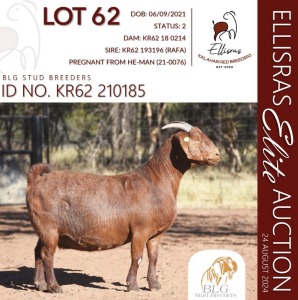 1X KALAHARI RED KUDDE 17-130 PREGNANT DOE BLG STUD BREEDERS