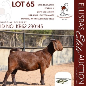 1X KALAHARI RED KUDDE SPEEN 38-522 DOE DHIDEJAK KALAHARI REDS