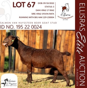 1X KALAHARI RED KUDDE 48-621 DOE SALMON VAN HUYSSTEEN BOER GOAT STUD