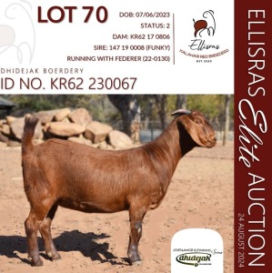 1X KALAHARI RED KUDDE 38-523 DOE DHIDEJAK KALAHARI REDS