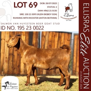 1X KALAHARI RED STUD 38-160 DOE SALMON VAN HUYSSTEEN BOER GOAT STUD