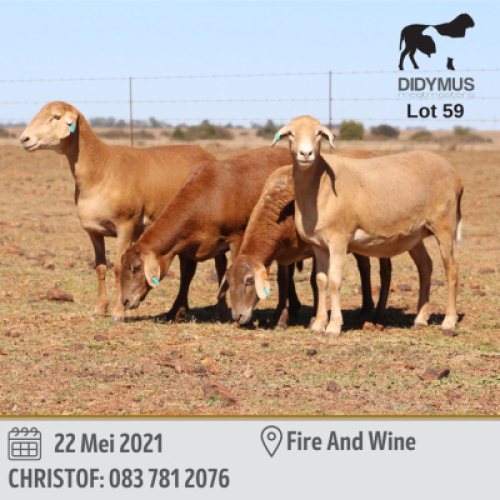 LOT 59 4 X MEATMASTER OOI DIDYMUS(PER PIECE TO TAKE THE LOT)