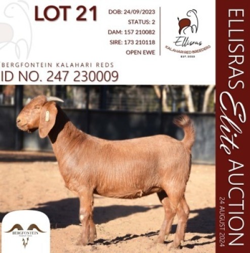 1X KALAHARI RED KUDDE 17-133 DOE BERFONTEIN KALAHARI REDS